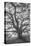 Wild Oak Tree in Black and White Portait, Petaluma, California-null-Premier Image Canvas
