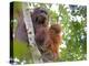 Wild Orangutans in Arboral Settings in Rainforest Near Sepilok, Borneo-Mark Hannaford-Premier Image Canvas