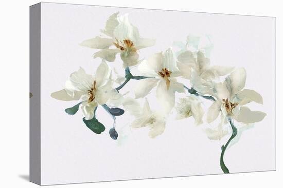 Wild Orchid - Bloom-Emma Violet-Stretched Canvas