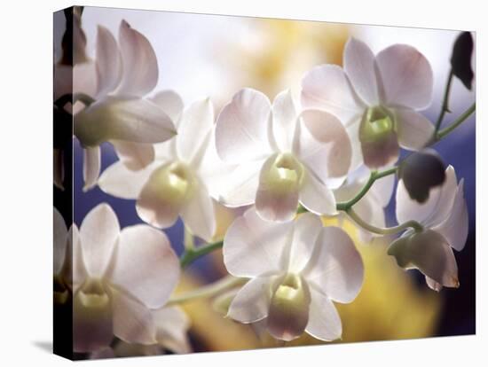 Wild Orchids, Malaysia-Michele Molinari-Premier Image Canvas