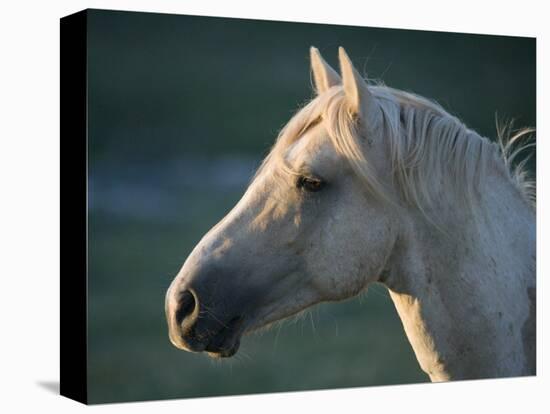Wild Palomino Stallion, Head Profile, Pryor Mountains, Montana, USA-Carol Walker-Premier Image Canvas