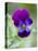 Wild Pansy, Viola Tricolor, Bielefeld, Germany-Thorsten Milse-Premier Image Canvas