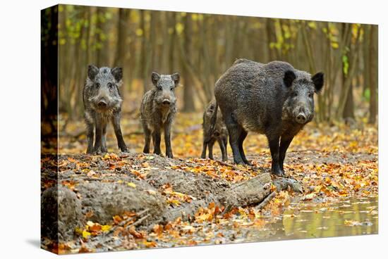 Wild Pig in the Autumn Forest-null-Stretched Canvas