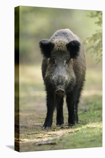 Wild Pig Sow Alert on Forest Track-null-Premier Image Canvas