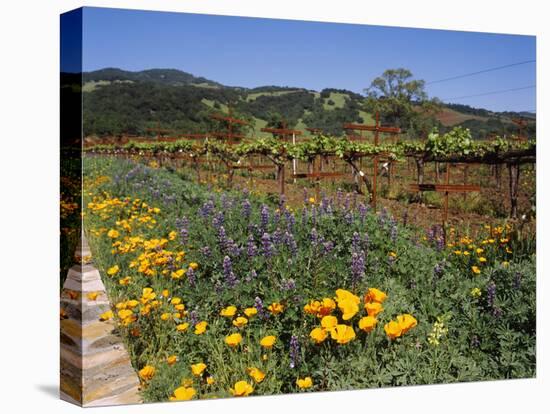 Wild Poppies and Lupine Flowers in a Vineyard, Kenwood Vineyards, Kenwood, Sonoma County-null-Premier Image Canvas