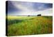 Wild Poppies growing in a field near West Dean, Wiltshire, England. Summer (July) 2009-Adam Burton-Premier Image Canvas