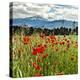 Wild Poppies (Papaver Rhoeas) and Wild Grasses with Sierra Nevada Mountains, Andalucia, Spain-Giles Bracher-Premier Image Canvas