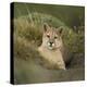 Wild Puma in Chile-Joe McDonald-Premier Image Canvas