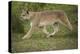 Wild Puma in Chile-Joe McDonald-Premier Image Canvas