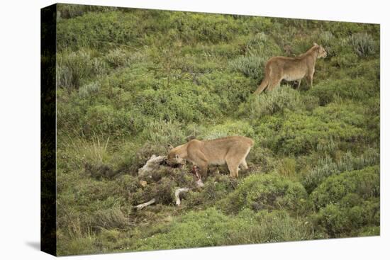 Wild Puma in Chile-Joe McDonald-Premier Image Canvas