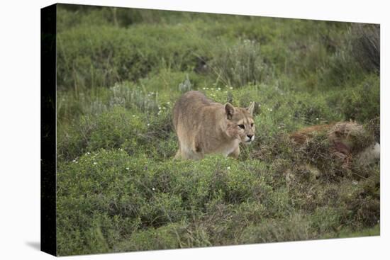 Wild Puma in Chile-Joe McDonald-Premier Image Canvas