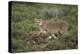 Wild Puma in Chile-Joe McDonald-Premier Image Canvas