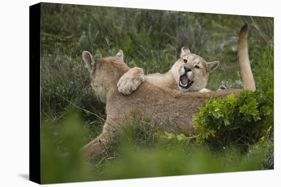 Wild Puma in Chile-Joe McDonald-Premier Image Canvas