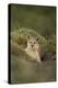 Wild Puma in Chile-Joe McDonald-Premier Image Canvas