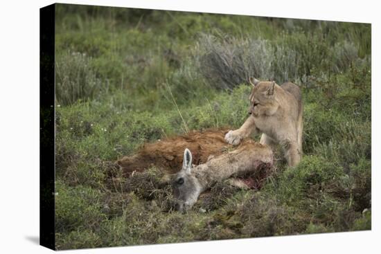 Wild Puma in Chile-Joe McDonald-Premier Image Canvas