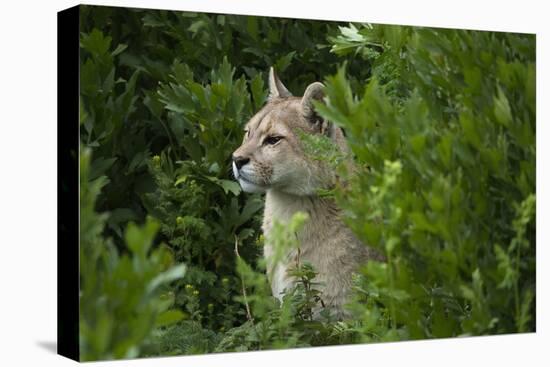 Wild Puma in Chile-Joe McDonald-Premier Image Canvas