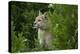 Wild Puma in Chile-Joe McDonald-Premier Image Canvas