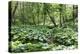 Wild Rhubarb in Macintosh Park, Knaresborough, Yorkshire, England, United Kingdom, Europe-Mark Sunderland-Premier Image Canvas