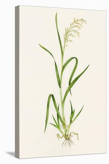 Wild Rice (Zizania Aquatica)-Lizzie Harper-Premier Image Canvas