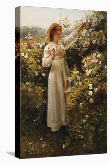 Wild Rose, 1908 (Oil on Canvas)-Robert Payton Reid-Premier Image Canvas