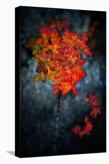 Wild Rose Bush in October-Ursula Abresch-Premier Image Canvas