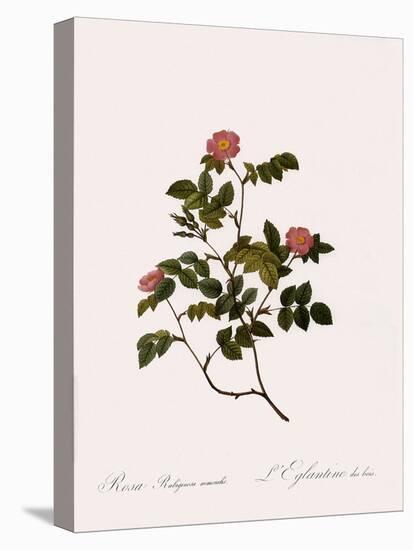 Wild Rose of the Woods-Pierre Joseph Redoute-Premier Image Canvas