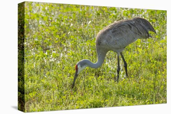 Wild Sandhill Crane Feeding, Florida-Maresa Pryor-Premier Image Canvas