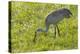 Wild Sandhill Crane Feeding, Florida-Maresa Pryor-Premier Image Canvas