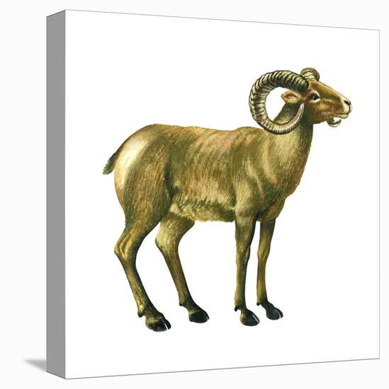 Wild Sheep (Ovis Canadensis), Mammals-Encyclopaedia Britannica-Stretched Canvas