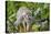 Wild Squirrel Monkey in Tree, Ile Royale, French Guiana-Cindy Miller Hopkins-Premier Image Canvas