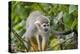 Wild Squirrel Monkey in Tree, Ile Royale, French Guiana-Cindy Miller Hopkins-Premier Image Canvas