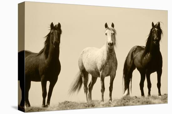 Wild Stallion Horses, Alkali Creek, Cyclone Rim, Continental Divide, Wyoming, USA-Scott T^ Smith-Premier Image Canvas
