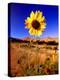 Wild Sunflower Along Dirt Road, SD-John Coletti-Premier Image Canvas