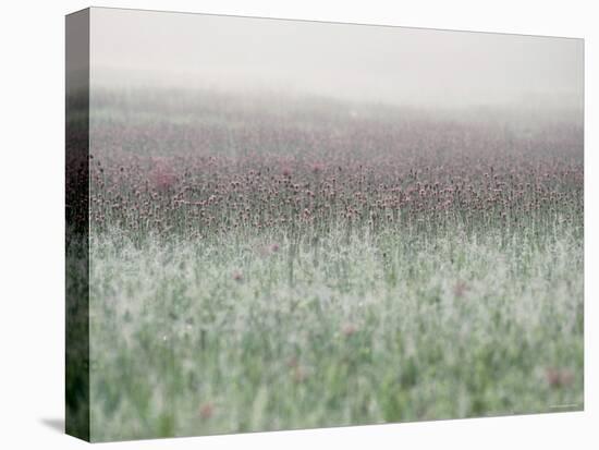 Wild Thistle-null-Premier Image Canvas