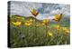 Wild tulips flowering at altitude above Piano Grande plateau-Paul Harcourt Davies-Premier Image Canvas