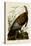 Wild Turkey I-John James Audubon-Stretched Canvas