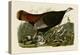 Wild Turkey II-John James Audubon-Stretched Canvas