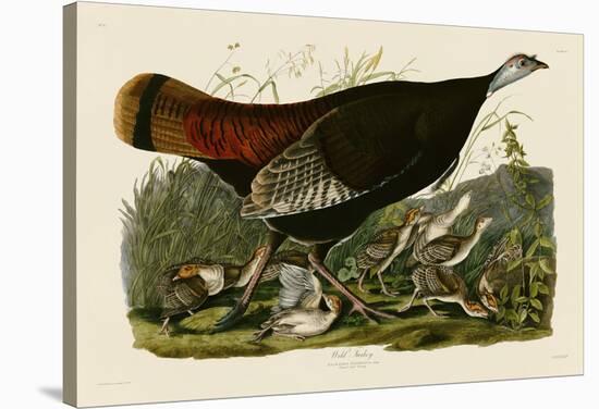 Wild Turkey II-John James Audubon-Stretched Canvas