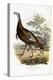 Wild Turkey, Male and Female, 1808-1814-Titian Ramsey Peale-Premier Image Canvas