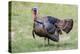 Wild Turkey male feeding and drinking by pond-Larry Ditto-Premier Image Canvas