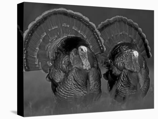 Wild Turkey Males Displaying, Texas, USA-Rolf Nussbaumer-Premier Image Canvas