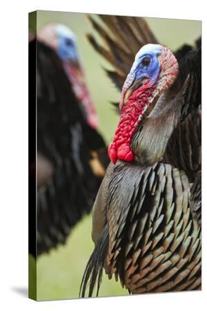 Wild Turkey Meleagris Gallopavo Male Strutting Texas Usa Photographic Print Larry Ditto Art Com