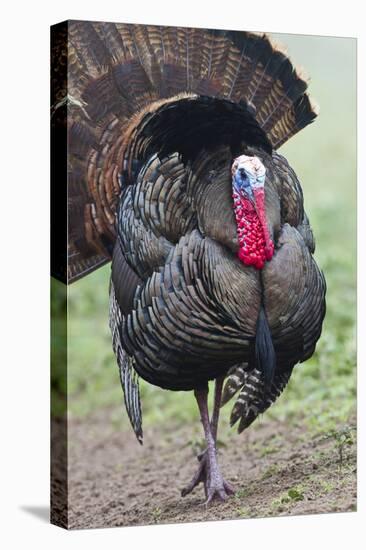 Wild Turkey (Meleagris Gallopavo) Male Strutting, Texas, USA-Larry Ditto-Premier Image Canvas