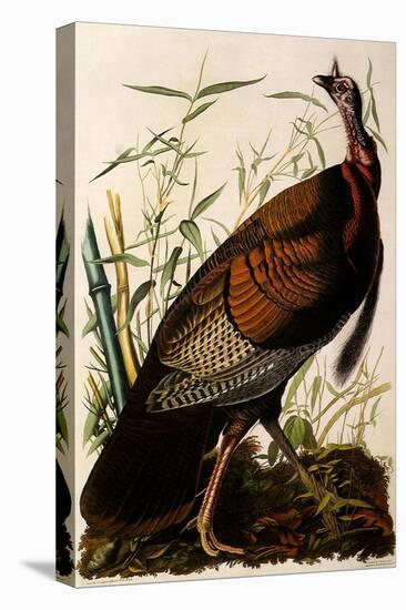 Wild Turkey, Meleagris Gallopavo-John James Audubon-Premier Image Canvas