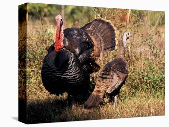 Wild Turkey Tom and Hen-Art Wolfe-Premier Image Canvas