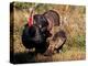 Wild Turkey Tom and Hen-Art Wolfe-Premier Image Canvas