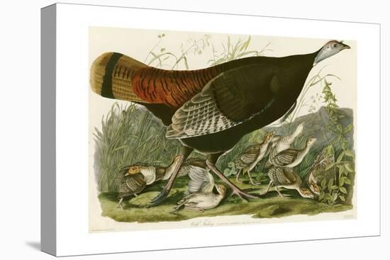 Wild Turkey-John James Audubon-Premier Image Canvas