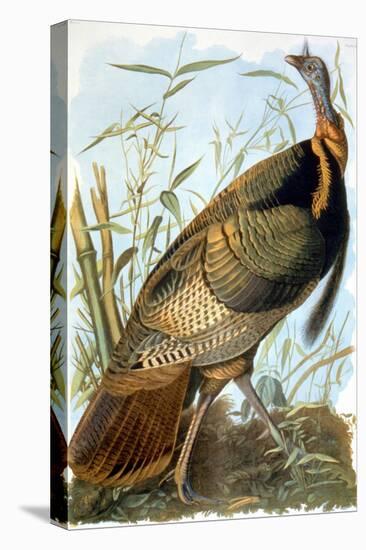 Wild Turkey-John James Audubon-Premier Image Canvas