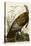 Wild Turkey-John James Audubon-Premier Image Canvas