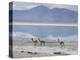 Wild Vicunas on Borax Mineral Flats, with Mineral Flat Margin, Bolivia-Tony Waltham-Premier Image Canvas